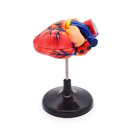 Модель «Сердце человека» (лабораторная)